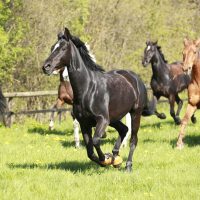 21-10-d731-Pferdehaltung-Pferde Anweiden

2021-05-09,-
10:06:16h,
Pferdehaltung-Anweiden-Hamburg-Zucht - und Pensionsstall Ramcke